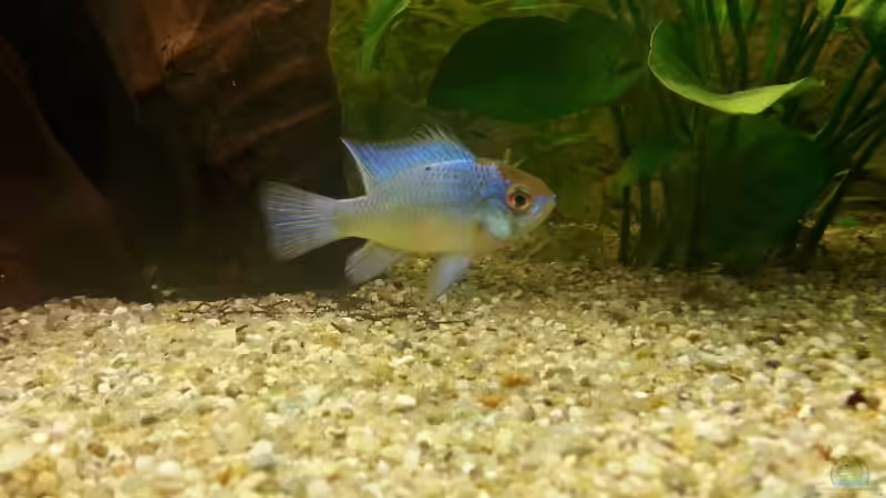 Aquarium 1 Aquarium von Alexander Moser (7)