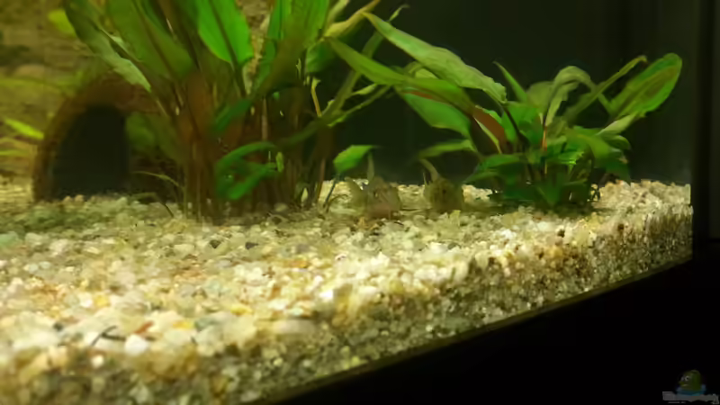 Aquarium 1 Aquarium von Alexander Moser (8)