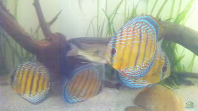 Aquarium 1 von stollo (2)