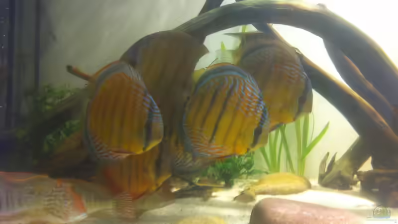 Aquarium 1 von stollo (3)