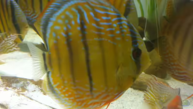 Aquarium 1 von stollo (4)