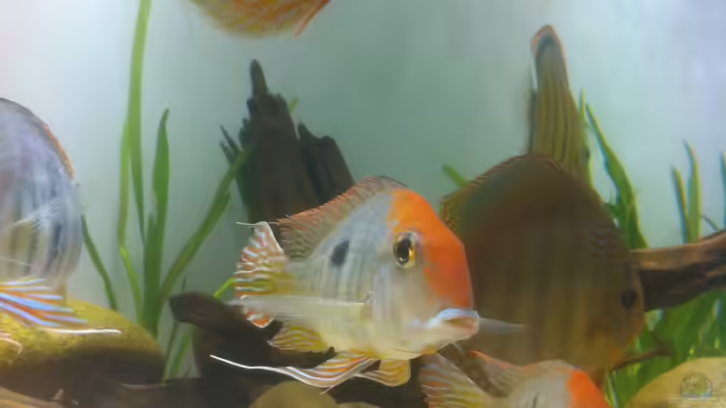 Aquarium 1 von stollo (5)