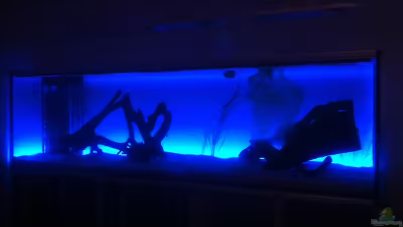 Aquarium 1 von stollo (8)