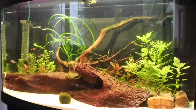 Aquarium 1 Woche nach dem Einrichten von Stefan Hartl (4)