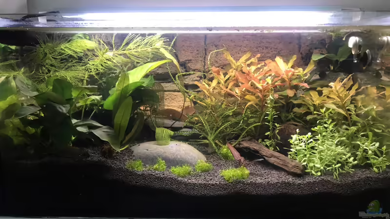 Aquarium 10 Tagen von Tim1979 (16)