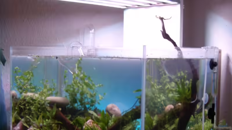 Aquarium 1000 Steine von tsmeey (4)