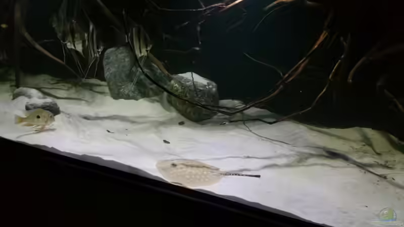 Aquarium 1000l Altum-Biotop von Der Fischer (13)