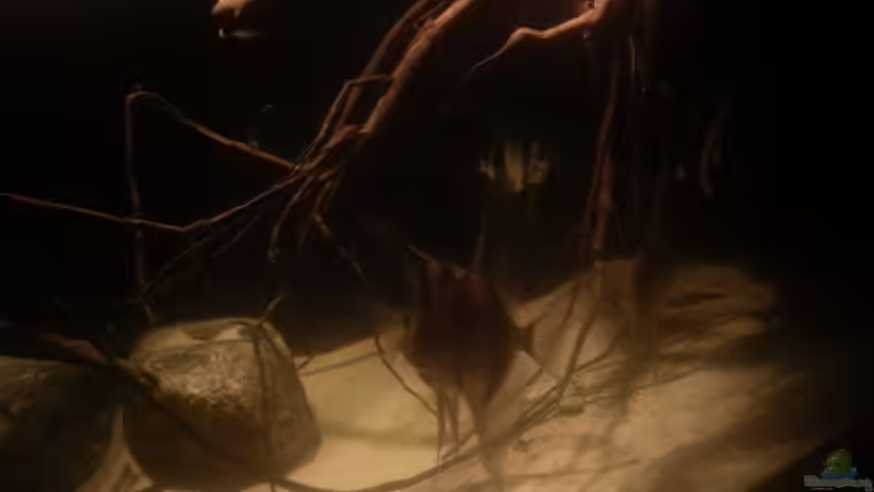 Aquarium 1000l Altum-Biotop von Der Fischer (14)