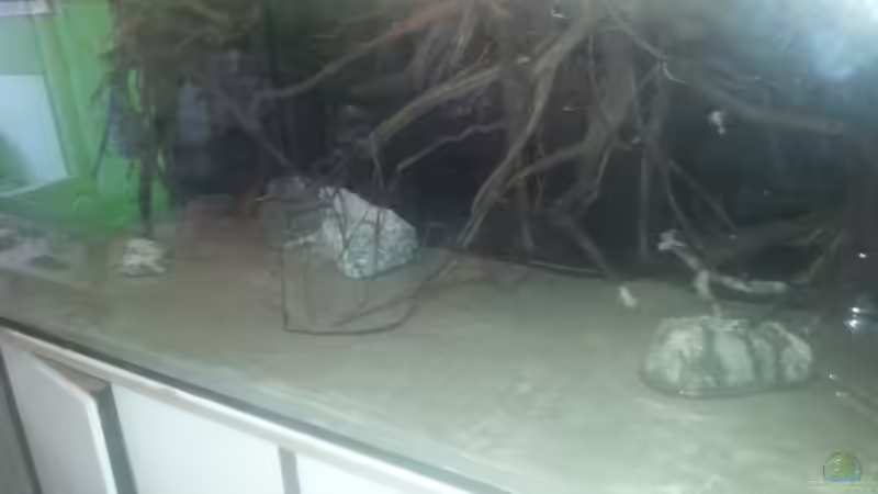 Aquarium 1000l Altum-Biotop von Der Fischer (16)