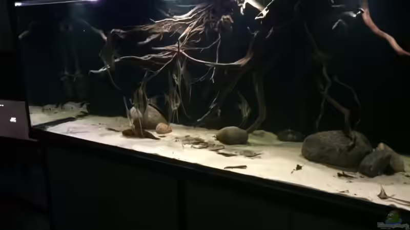 Aquarium 1000l Altum-Biotop von Der Fischer (3)
