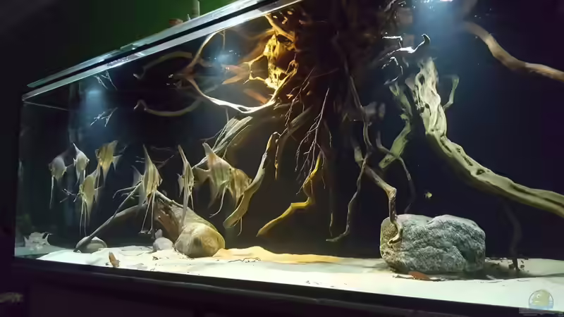 Aquarium 1000l Altum-Biotop von Der Fischer (7)