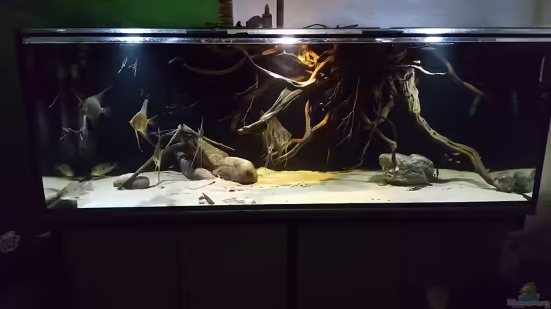 Aquarium 1000l Altum-Biotop von Der Fischer (8)