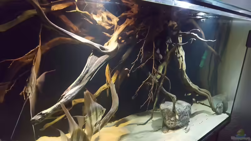 Aquarium 1000l Altum-Biotop von Der Fischer (9)