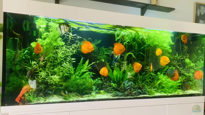 Aquarium 1000L Amazonas von signo (3)