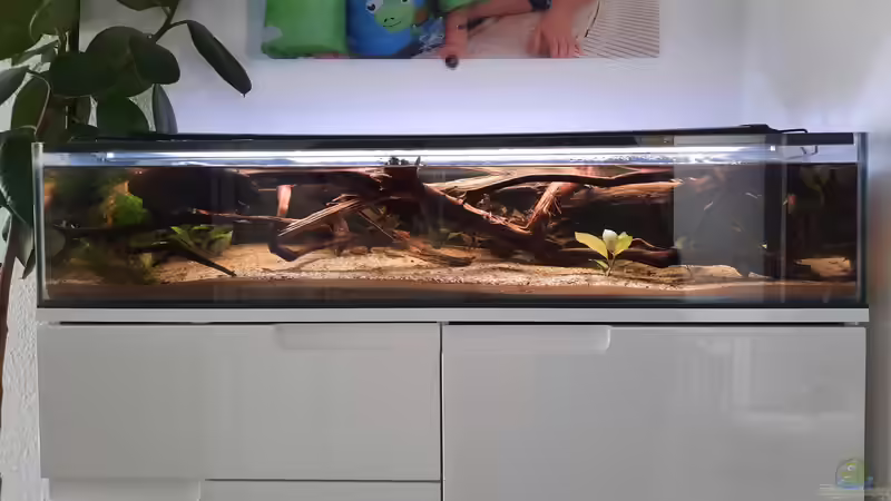 Aquarium 100cm Flussufer Mato Grosso von Berlin42 (10)