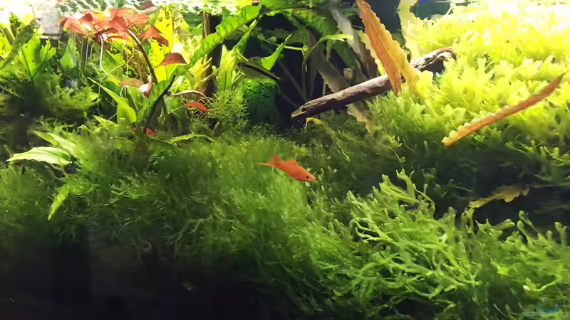 Aquarium 104 Liter von signo (2)