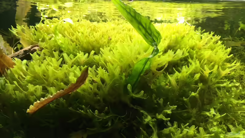 Aquarium 104 Liter von signo (3)