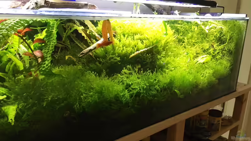 Aquarium 104 Liter von signo (4)