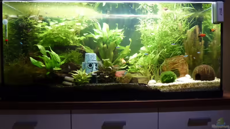 Aquarium 11.04.2012 von Jessi & Daniel (1)