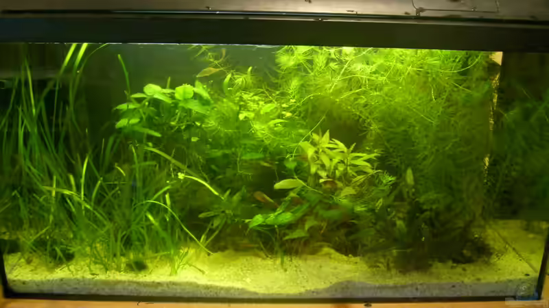 Aquarium 112 Liter Südamerika von Vanessa Hansen (2)