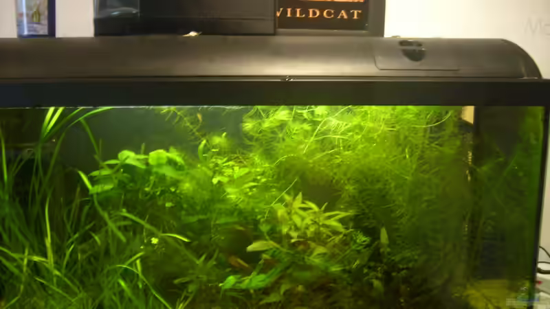 Aquarium 112 Liter Südamerika von Vanessa Hansen (3)