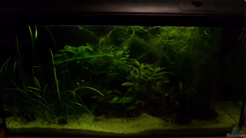 Aquarium 112 Liter Südamerika von Vanessa Hansen (4)