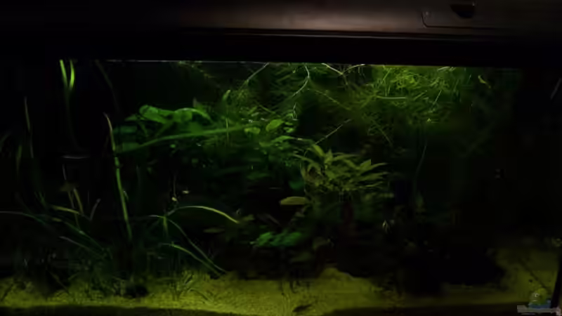 Aquarium 112 Liter Südamerika von Vanessa Hansen (5)