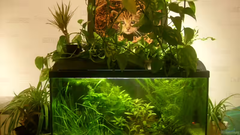 Aquarium 112 Liter Südamerika von Vanessa Hansen (6)