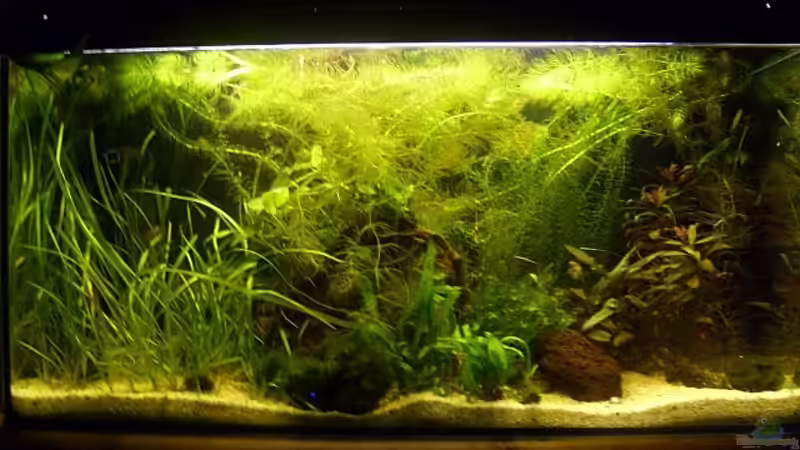 Aquarium 112 Liter Südamerika von Vanessa Hansen (7)