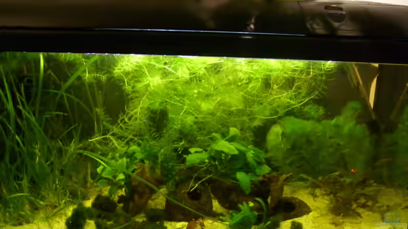 Aquarium 112 Liter Südamerika von Vanessa Hansen (8)