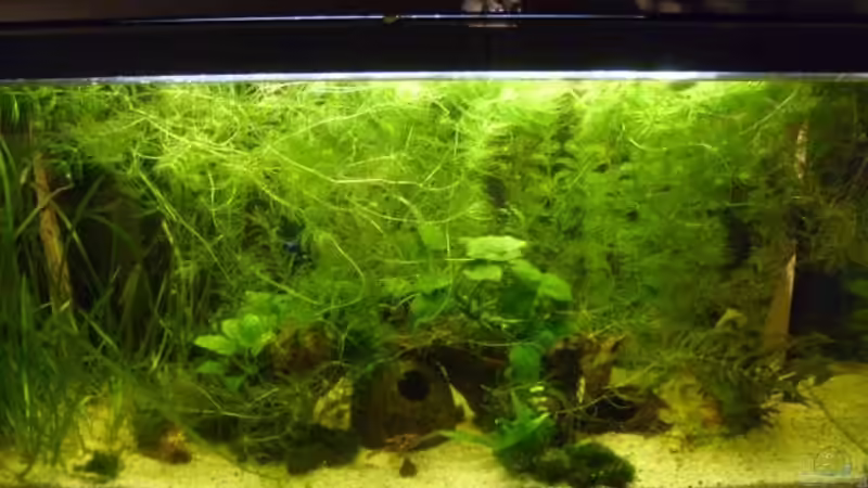 Aquarium 112 Liter Südamerika von Vanessa Hansen (9)