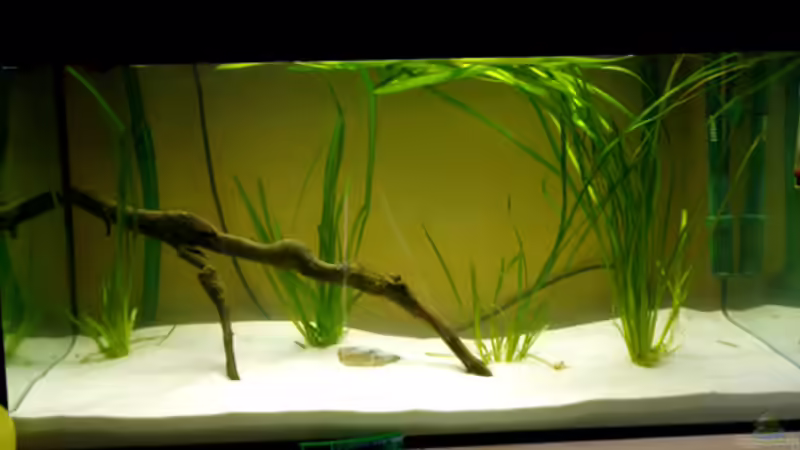 Aquarium 112 Südamerika,A von Cichlid Power (2)