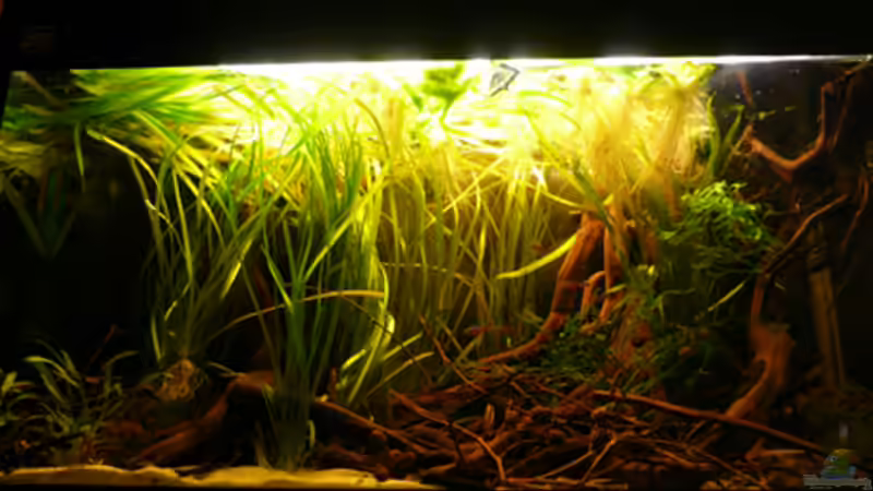 Aquarium 112 Südamerika,N von Cichlid Power (14)