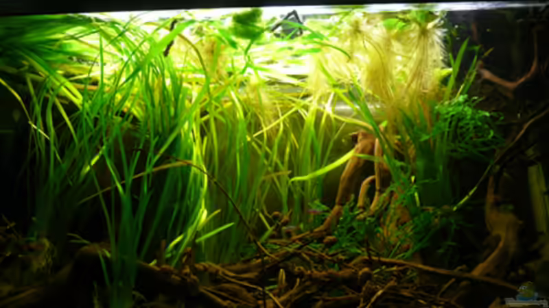 Aquarium 112 Südamerika,N von Cichlid Power (16)