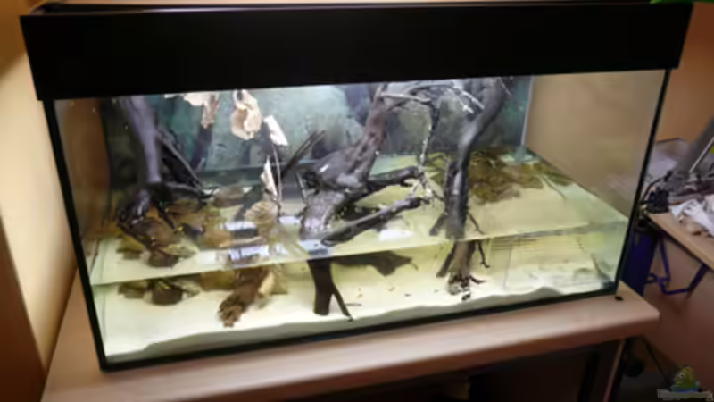 Aquarium 112 Südamerika,N von Cichlid Power (3)