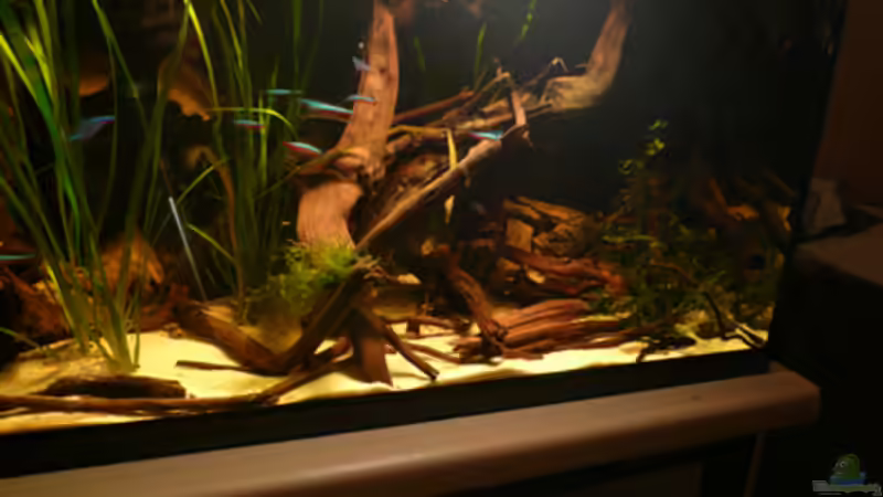 Aquarium 112 Südamerika,N von Cichlid Power (6)