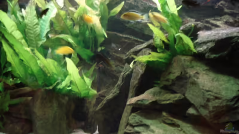 Aquarium 112l Aufzuchtsaquarium von Lukas Szewczyk (2)