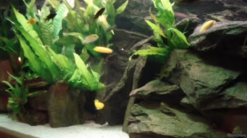 Aquarium 112l Aufzuchtsaquarium von Lukas Szewczyk (3)