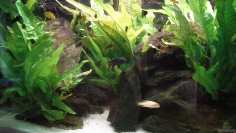 Aquarium 112l Aufzuchtsaquarium von Lukas Szewczyk (5)