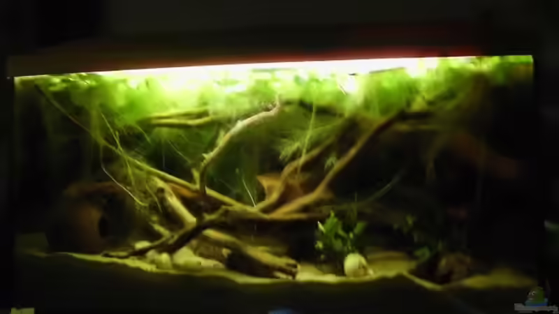 Aquarium 112l Wurzel jungel von Nils Müller (4)