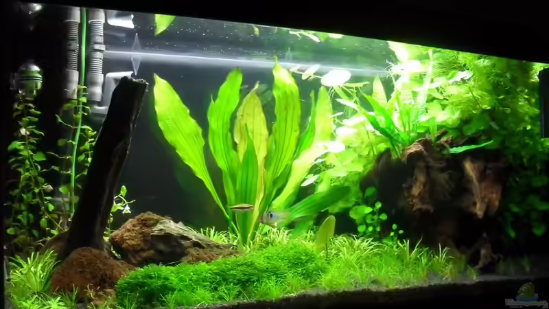 Aquarium 112Ltr. Tropenbecken -nur noch als Beispiel- von -Lipfl- (2)