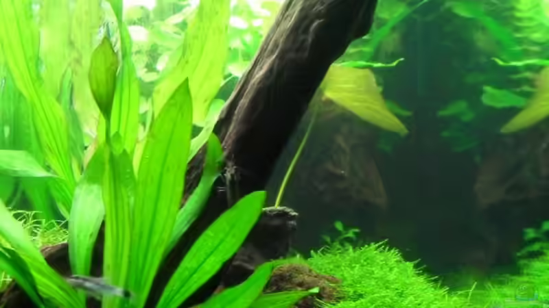 Aquarium 112Ltr. Tropenbecken -nur noch als Beispiel- von -Lipfl- (3)