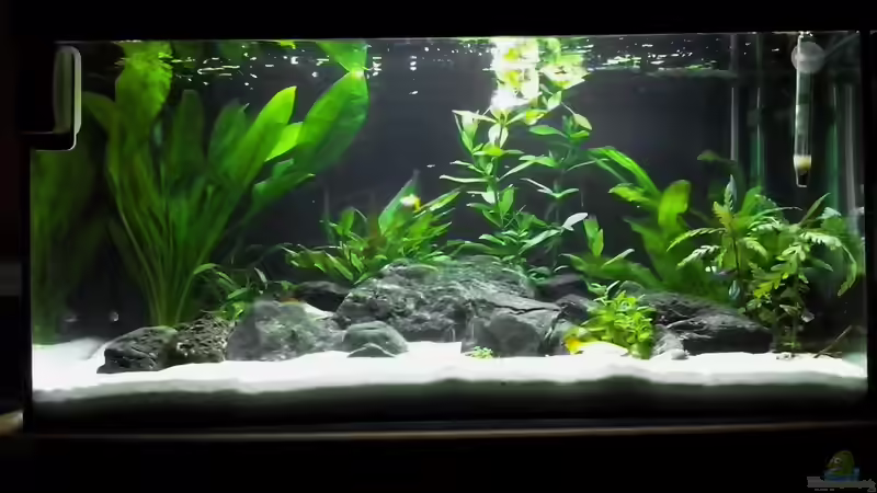 Aquarium 12.9.15 von zwilling1662000 (1)