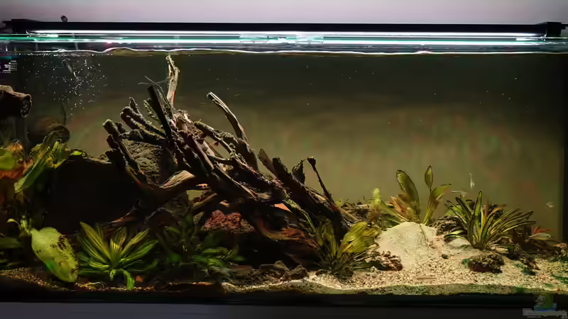 Aquarium 12 Monate in Betrieb von Philip (11)