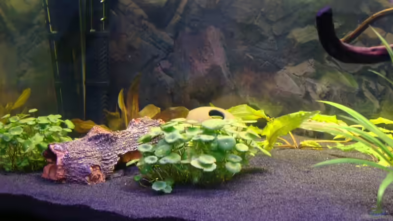 Aquarium 120er - abgebaut von Christian Heitmann (2)