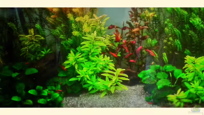 Aquarium 120l Asiabecken von HorstJansen (2)