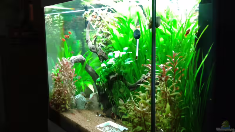 Aquarium 120l Geselschaftsbecken von Ronny Wagner (2)