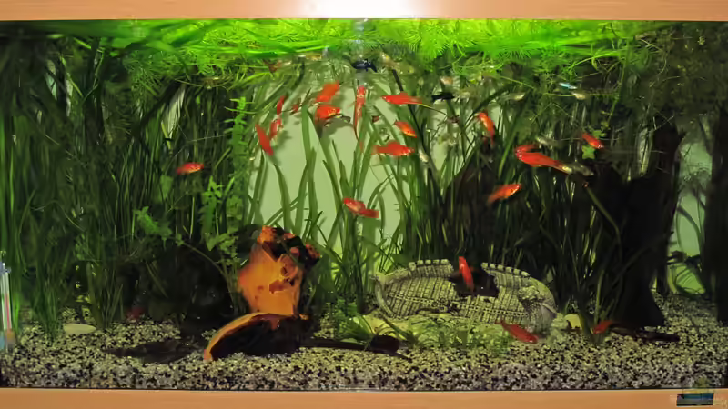 Aquarium 120l von Tanja (1)