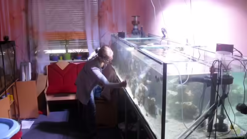 Aquarium 1260 Liter Meeresaquarium von Michael Schulze (8)