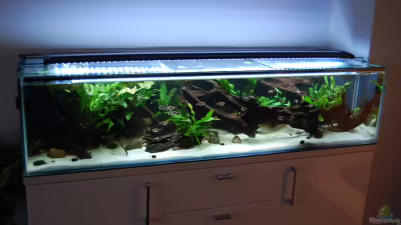 Aquarium 130cm Asiatisches Flachwasser-Biotop von Berlin42 (17)